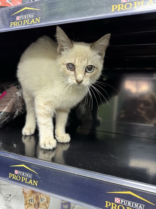 Кішечка  в пошуках сімї