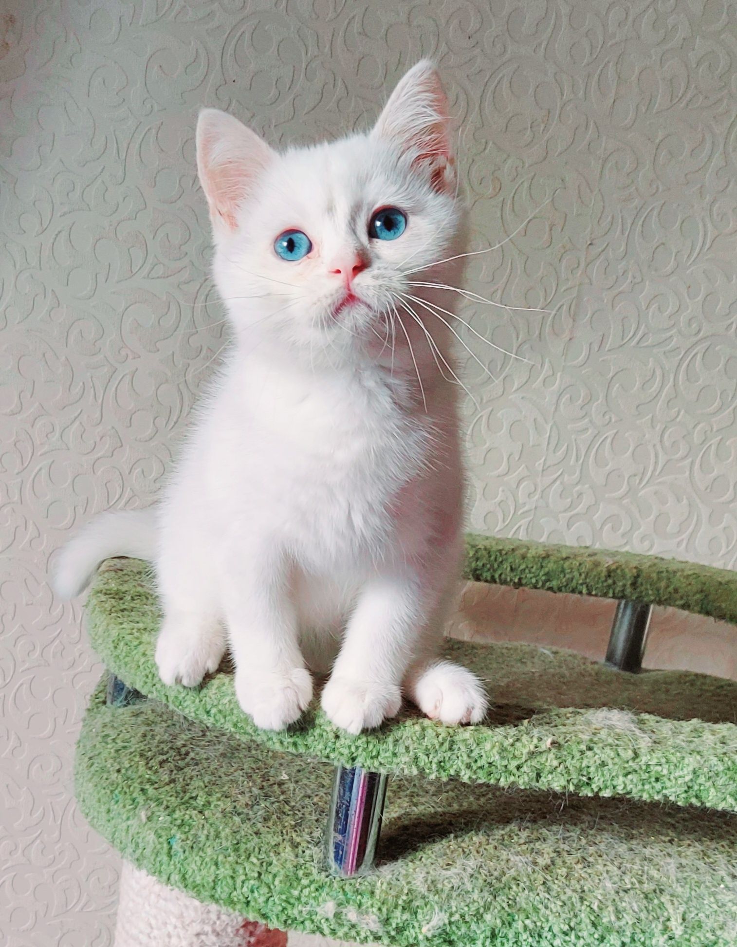 Нежный,ласковый, белый голубоглазый котенок!