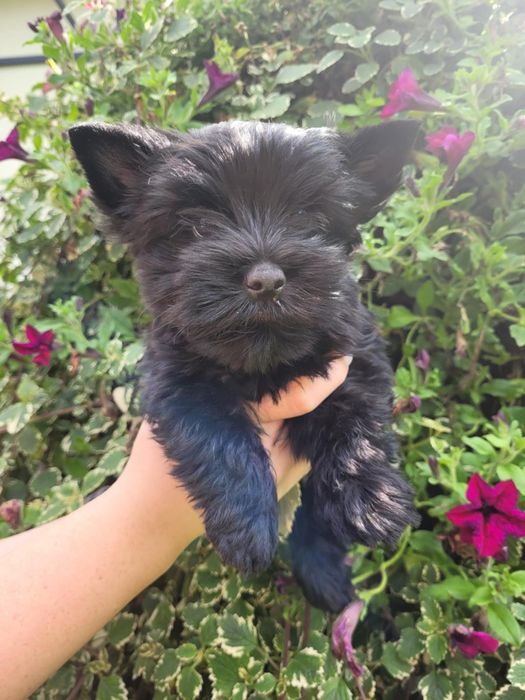 Yorkshire Terrier szczeniak