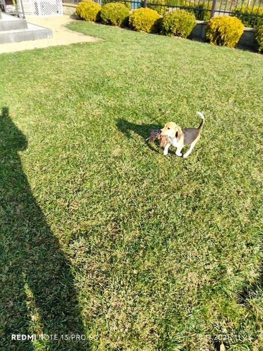 Suczka Beagle gotowa do odbioru metryka czip wyprawka