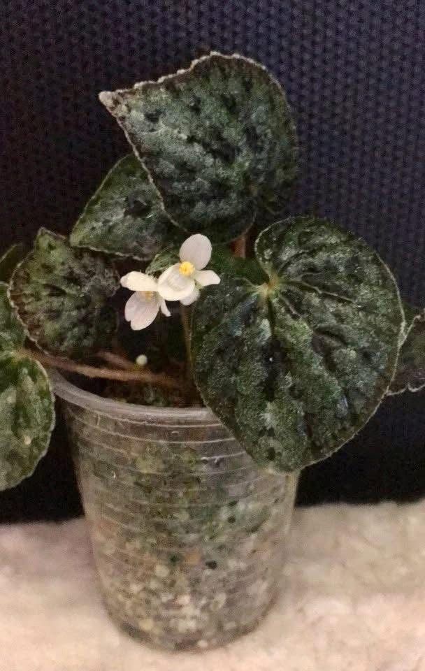 Begonia austrovietnamica Бегония