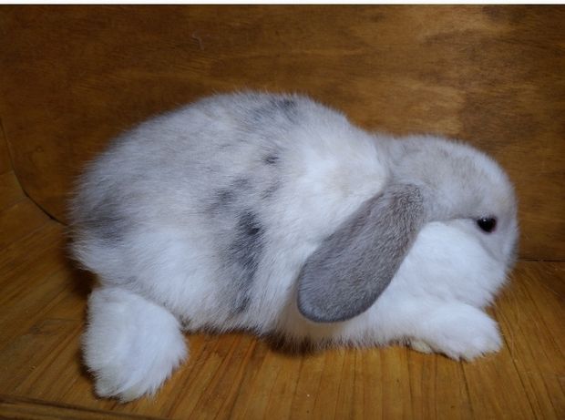 Вислоухие декоративные кролики породы  Mini lop