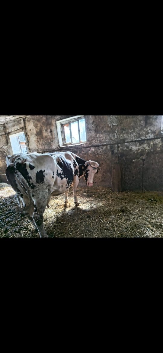 Krowy mleczne  likwidacja stada