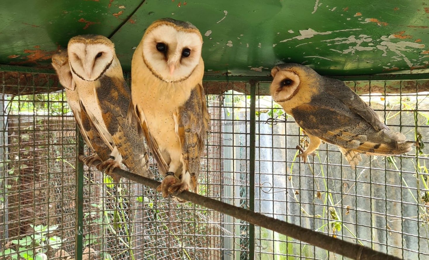 Aves disponíveis