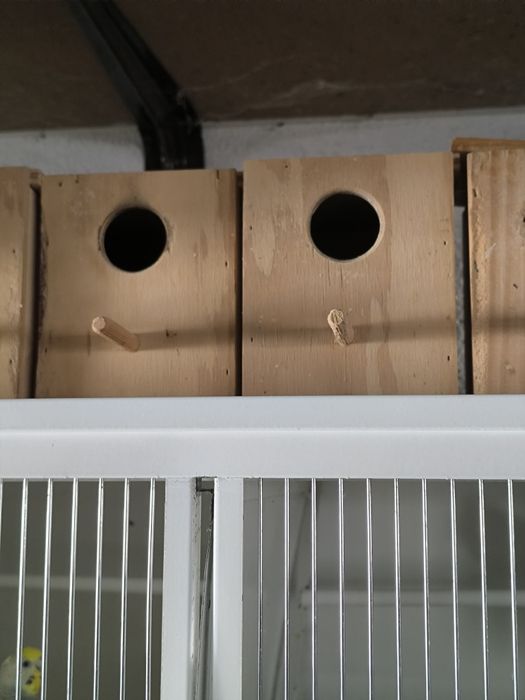 Ninhos para periquitos