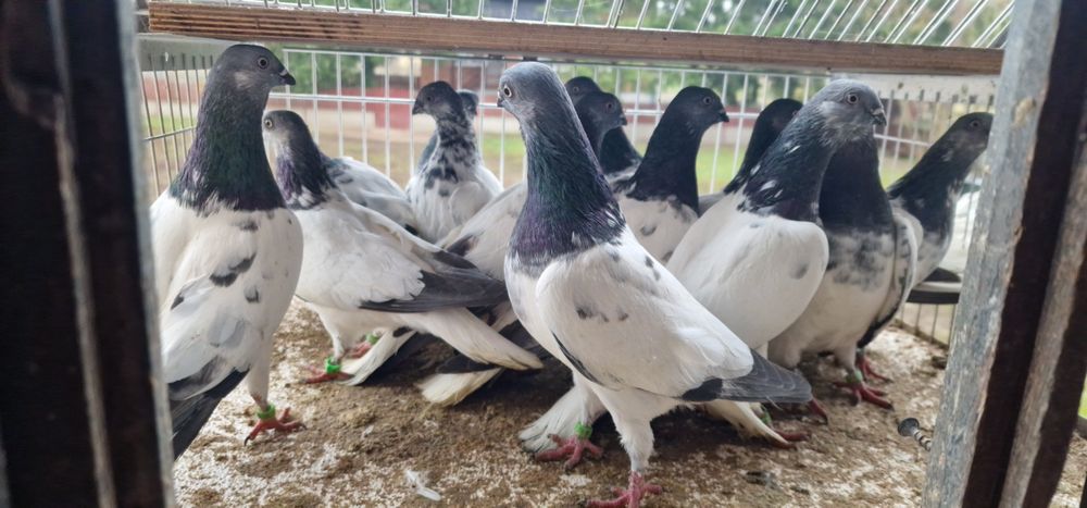 Budapeszty końcate gołębie budapeszt samiec samica