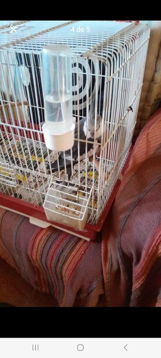 Caturra mais gaiola