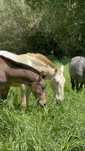 The Lusitano of your dreams is here !!!