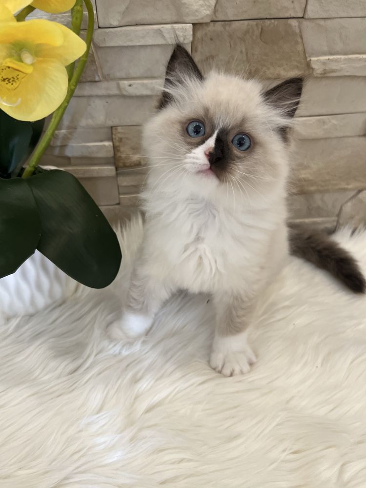 Ragdoll kocurek , rodowod FPL.