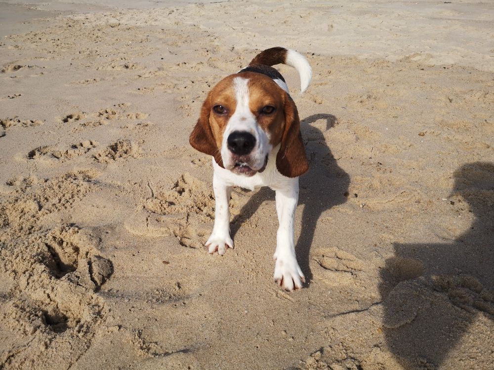 Beagle  macho tricolor Top