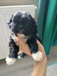 Suczka Shih TZU maści Czarnej
