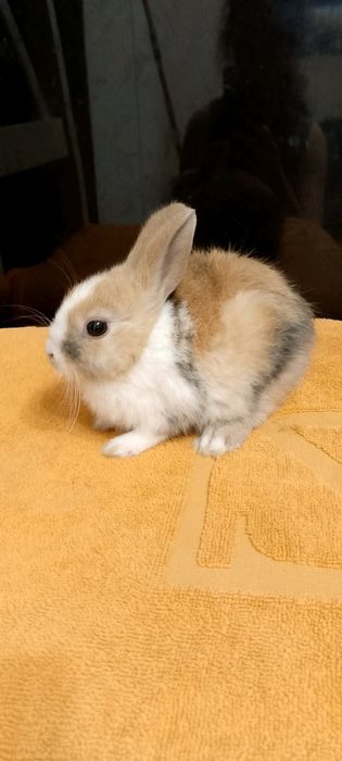 Króliczki miniaturki