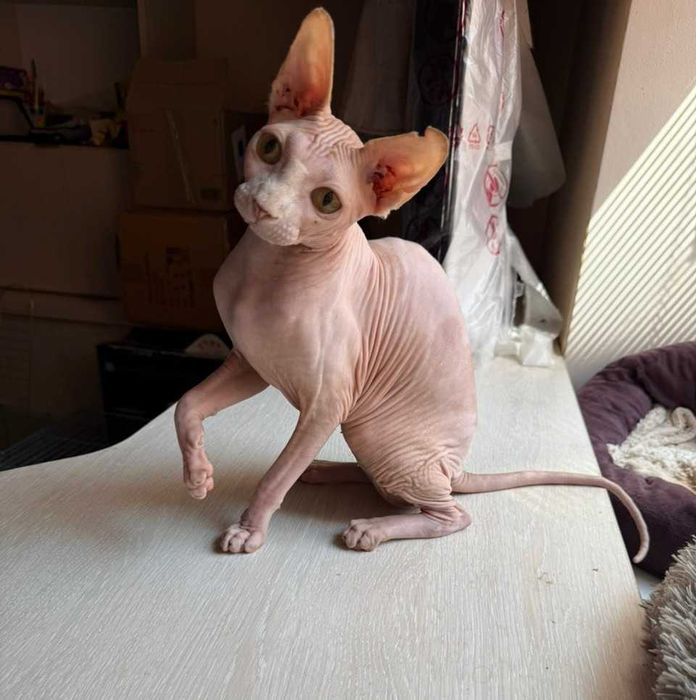 Розовый котик-красавчик с жёлтыми глазками.Гарик, возраст 5+ лет.