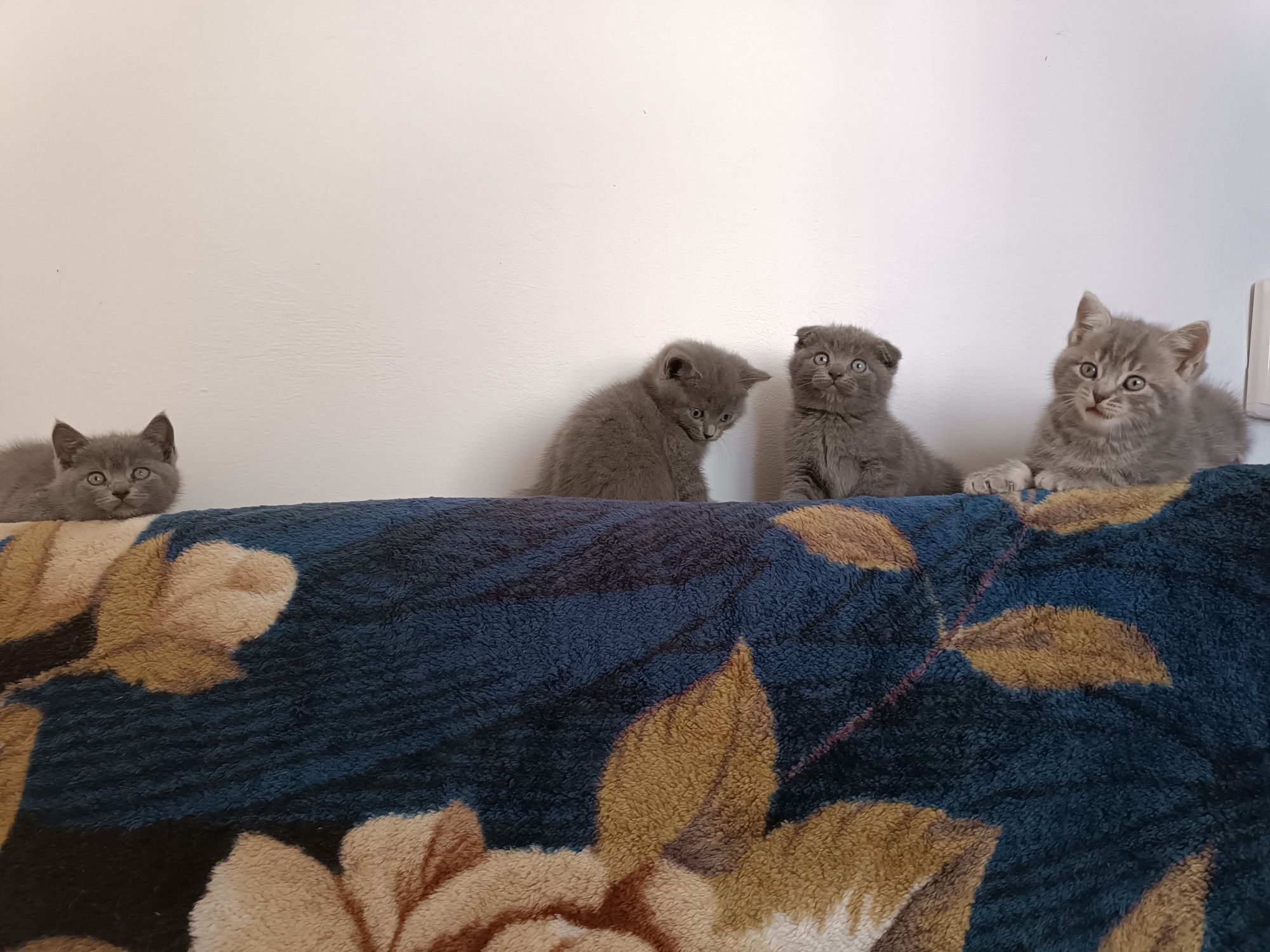 Продаю прекрасних котиків