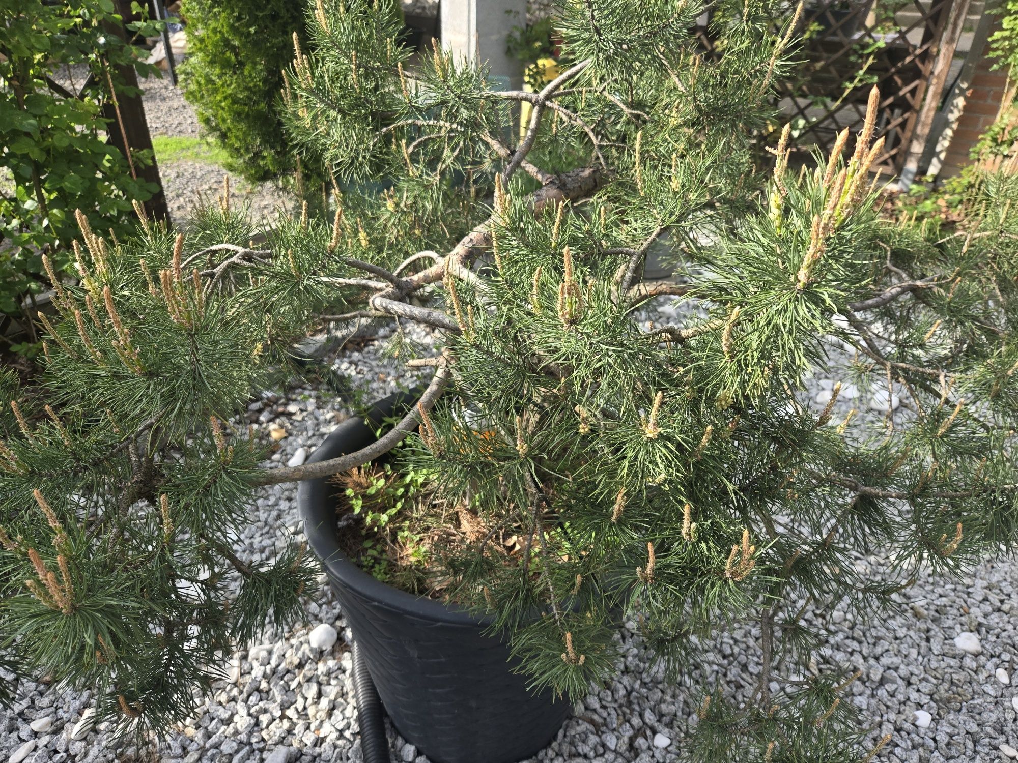 Drzewko bonsai yamadori 30 lat
