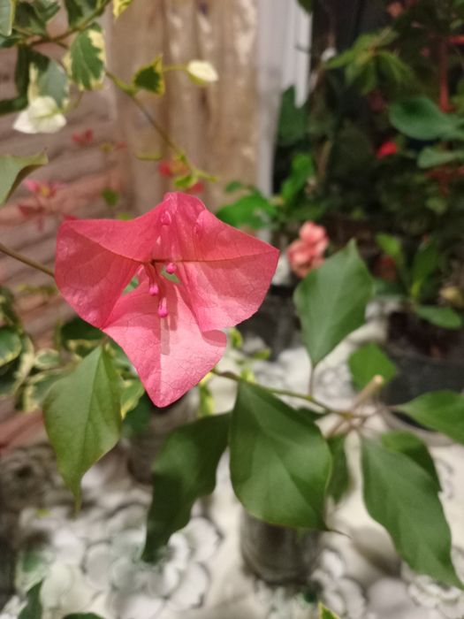 Продам бугенвілію маленьку по 50 грн і велику по 200грн