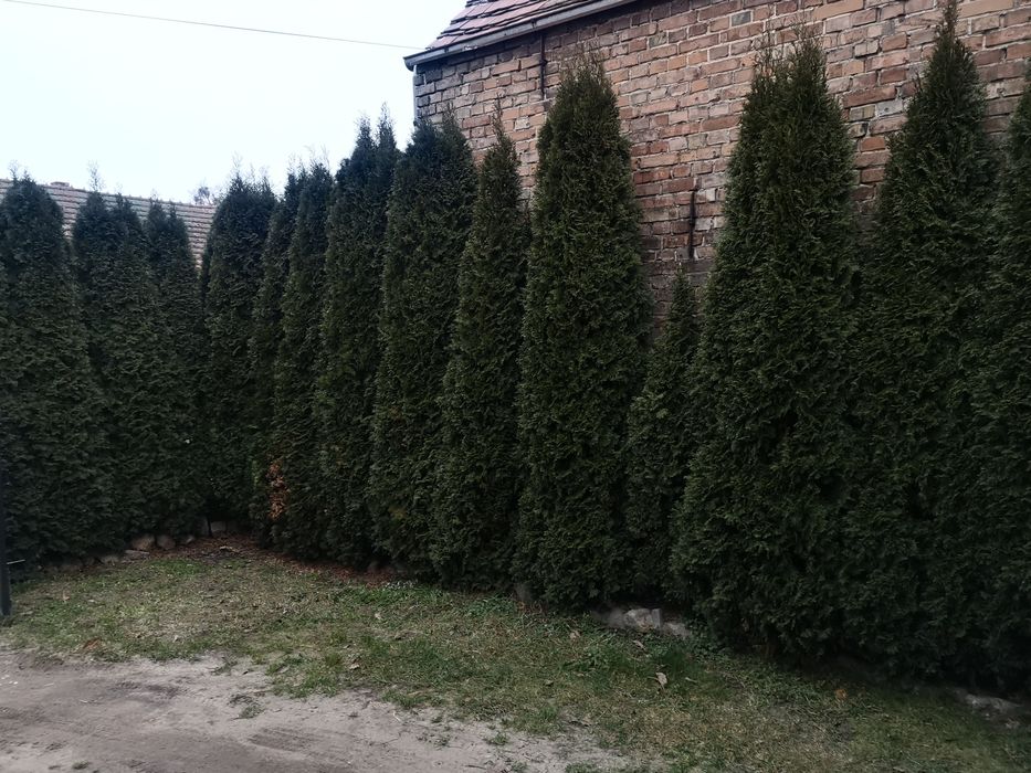 Drzewka thuje 3m