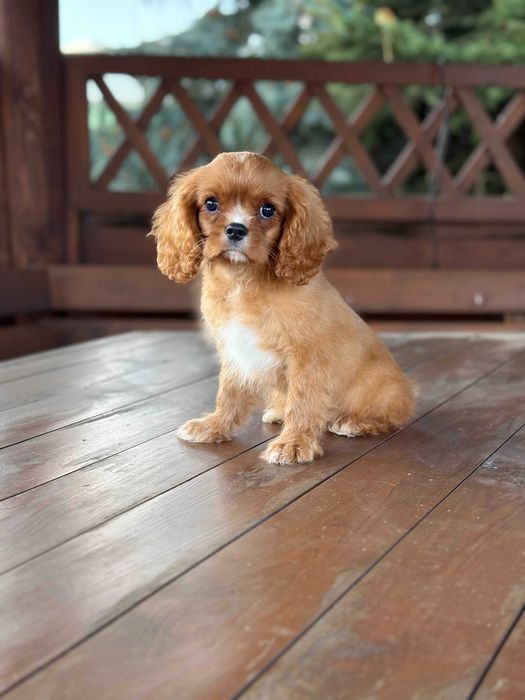 Cavalier king charles spaniel chłopiec