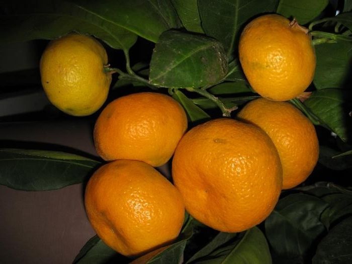 Лимоны муррайя цитрусовые плодоносящие комнатные растения.
