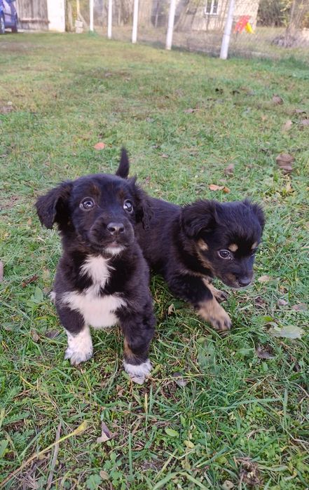 Czarne kuleczki szczeniaki.