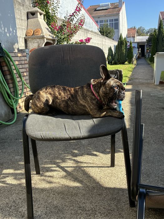 Cadeiras para escritório