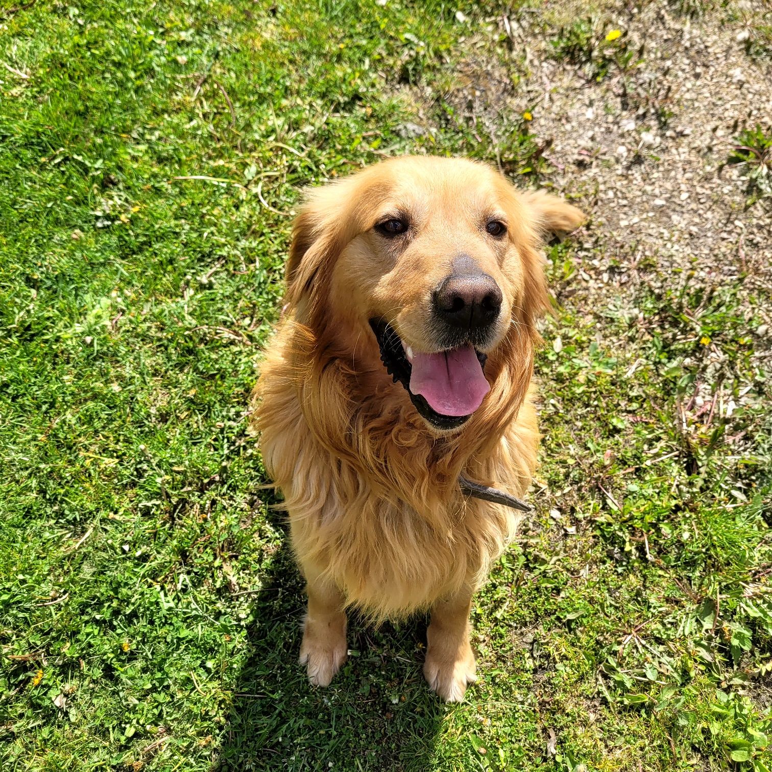 Golden retriever z rodowodem 5 letni