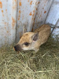 Swinka mangalica prosiak