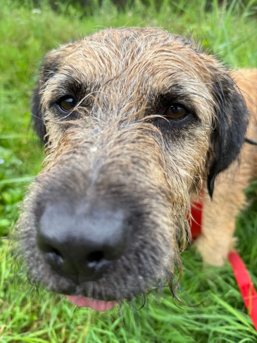 Cudowny Bono szuka swojej rodziny!