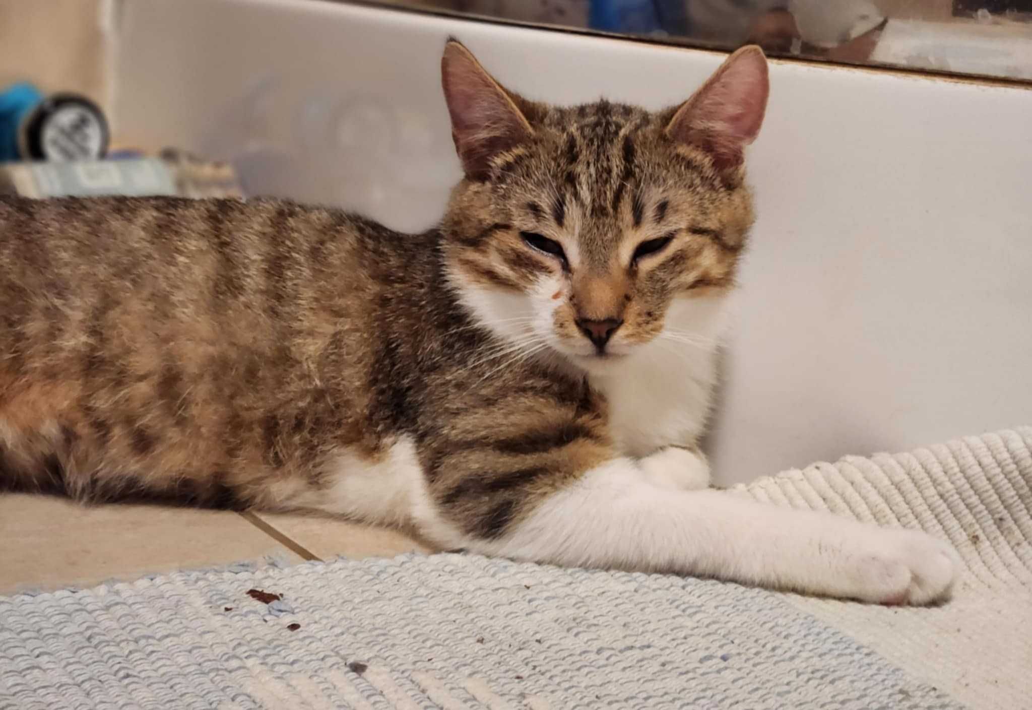 Kocurek do adopcji Lito młody przytulny miły kotek ze schroniska kotos