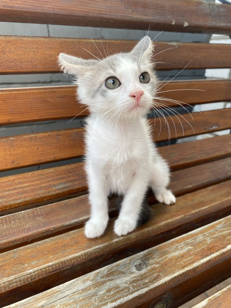 Кошеня шукає дім