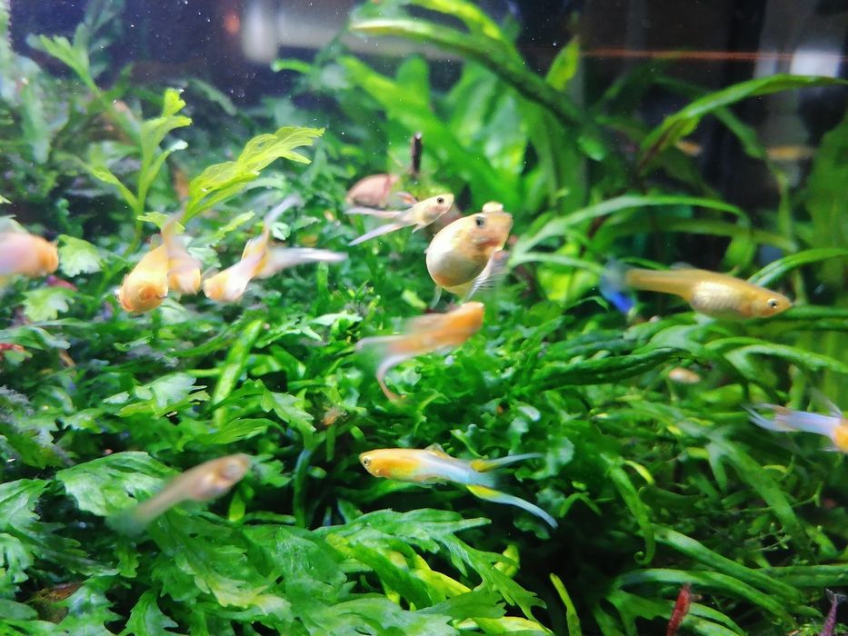 Gupik japan blue gold double sword