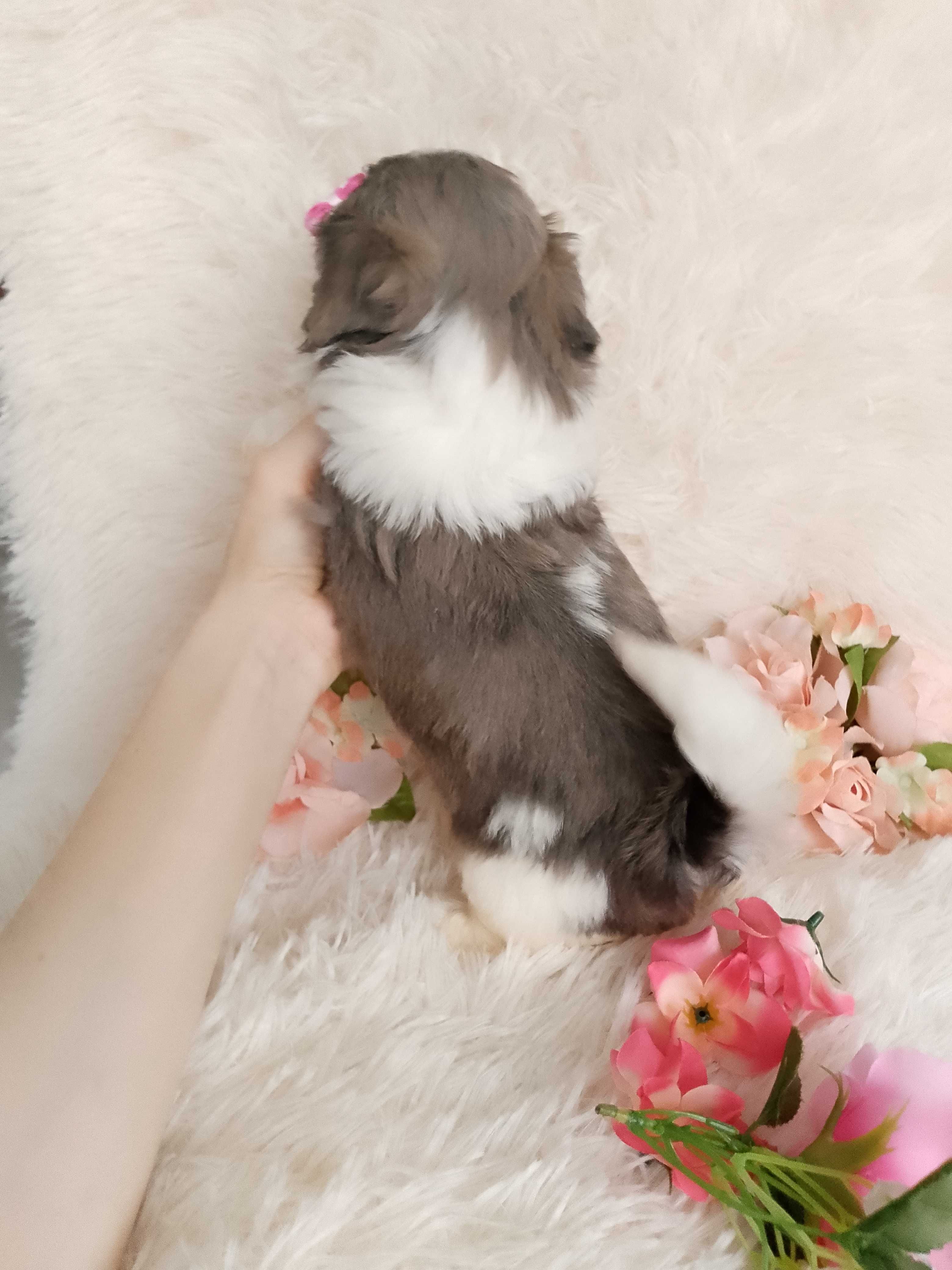 Piękna suczka rasy Shih-Tzu szuka domku