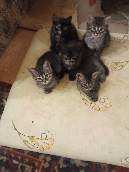 В добрые руки отдам домашних красивых котят