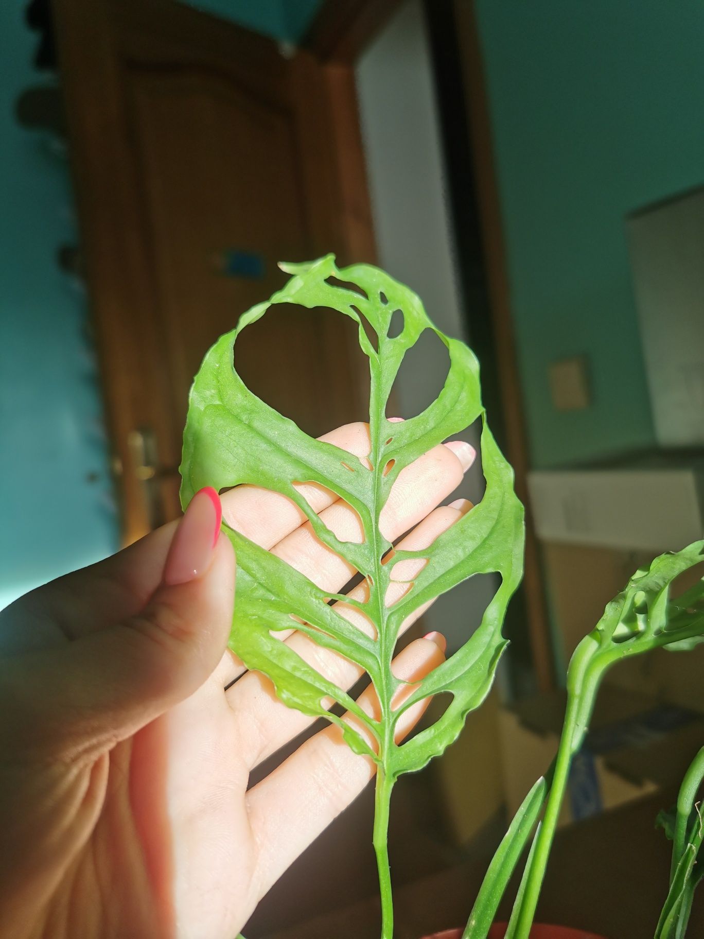 Planta rara - monstera obliqua peru