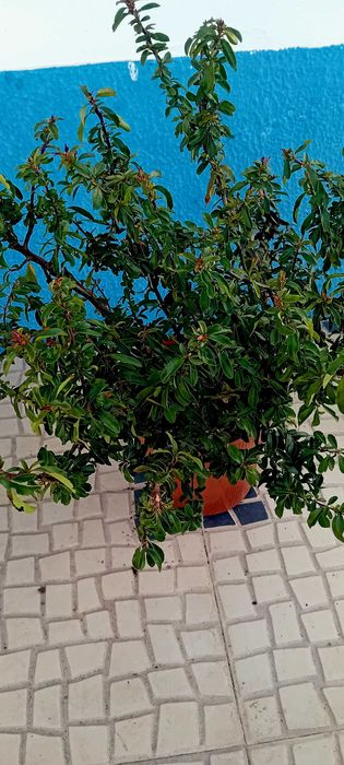 Pyracantha Coccinea arbusto para sebes