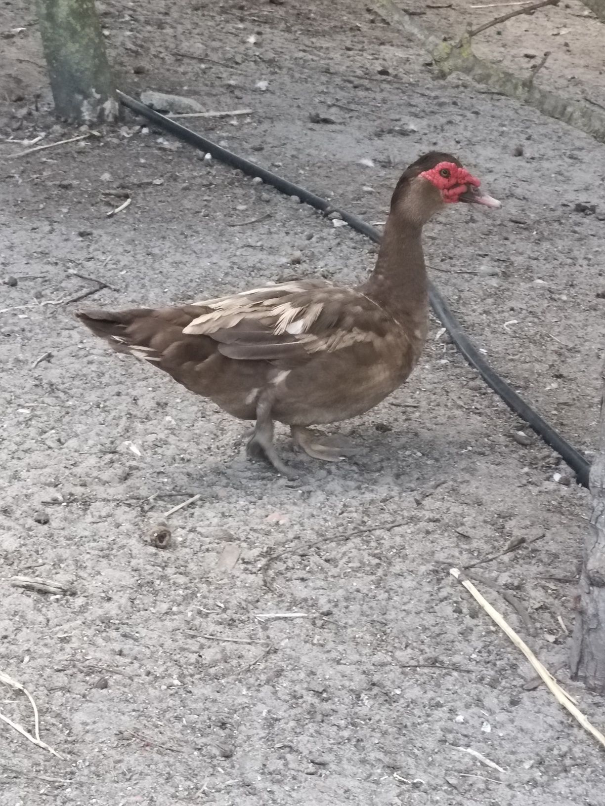 Patinhos Mudos Castanhos