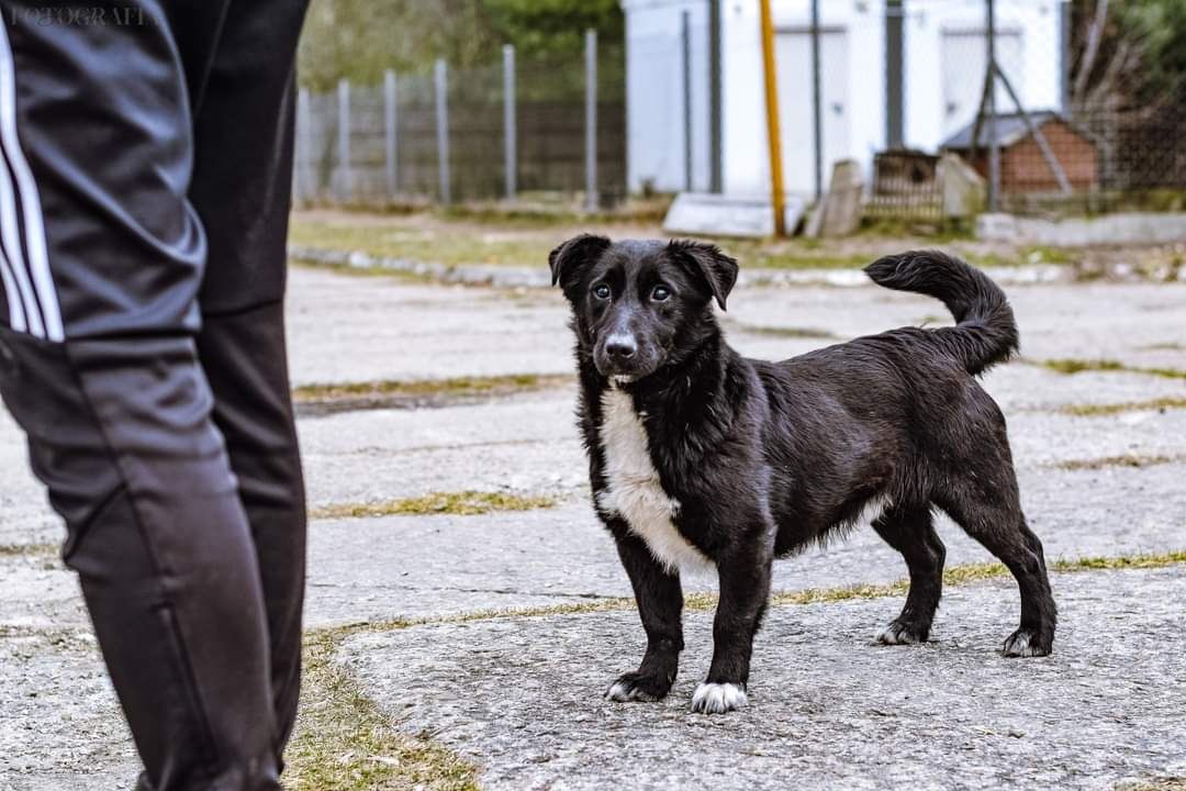 Dżoker malutki czarny chłopak do adopcji