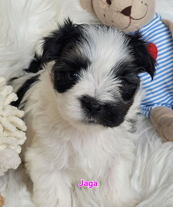Morkie Yorkshire terrier biewer suczka