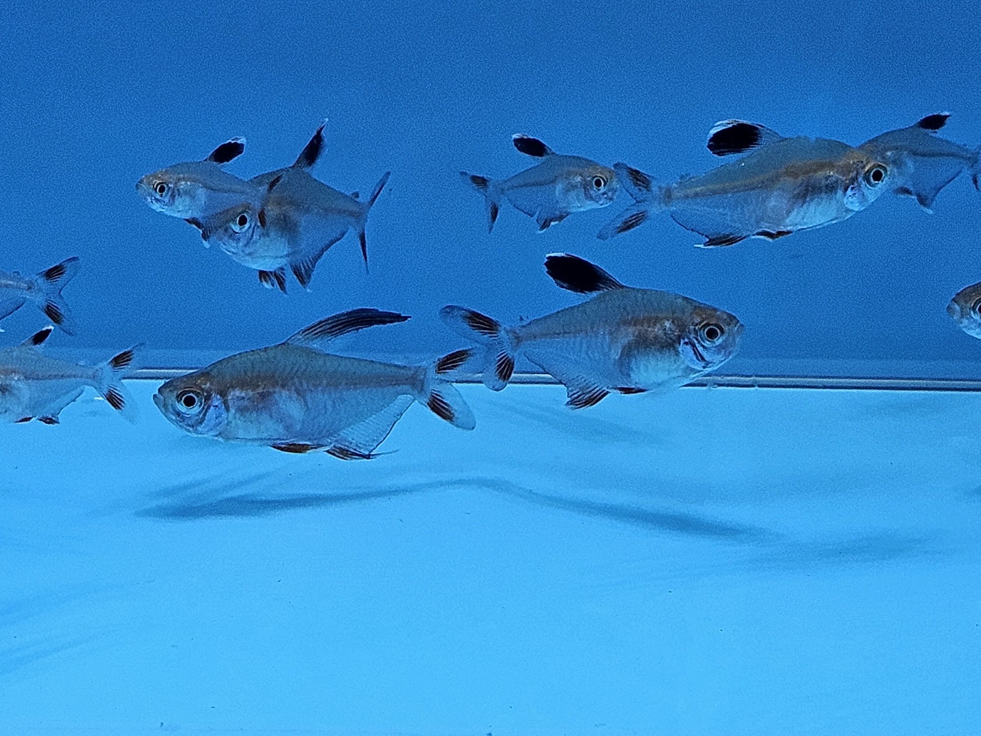 Bystrzyk ornatus/Fantom ornatus
