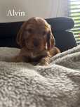 Cocker spaniel angielski