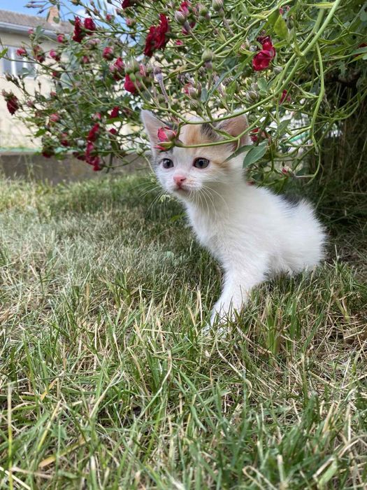 Триколірна киця,кошеня