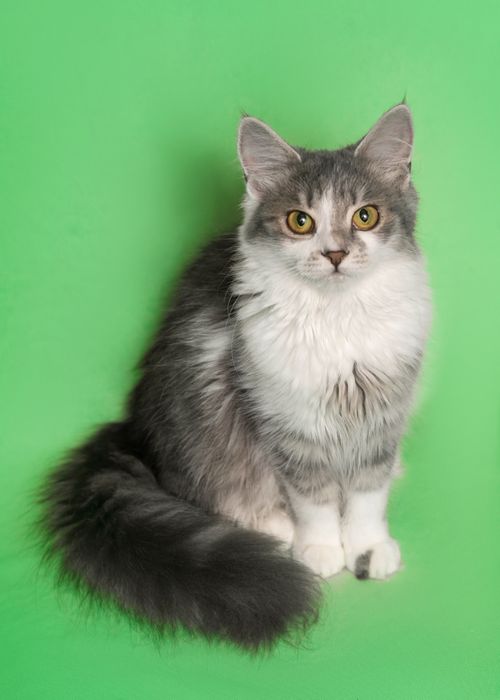 Чарівне пухнасте кошеня