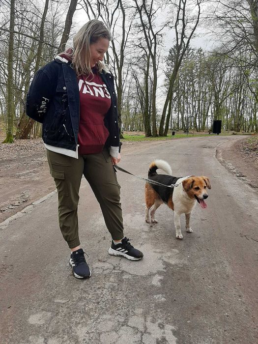 MORIS - bardzo łagodny, miły, mix beagla.[FILMIKI]