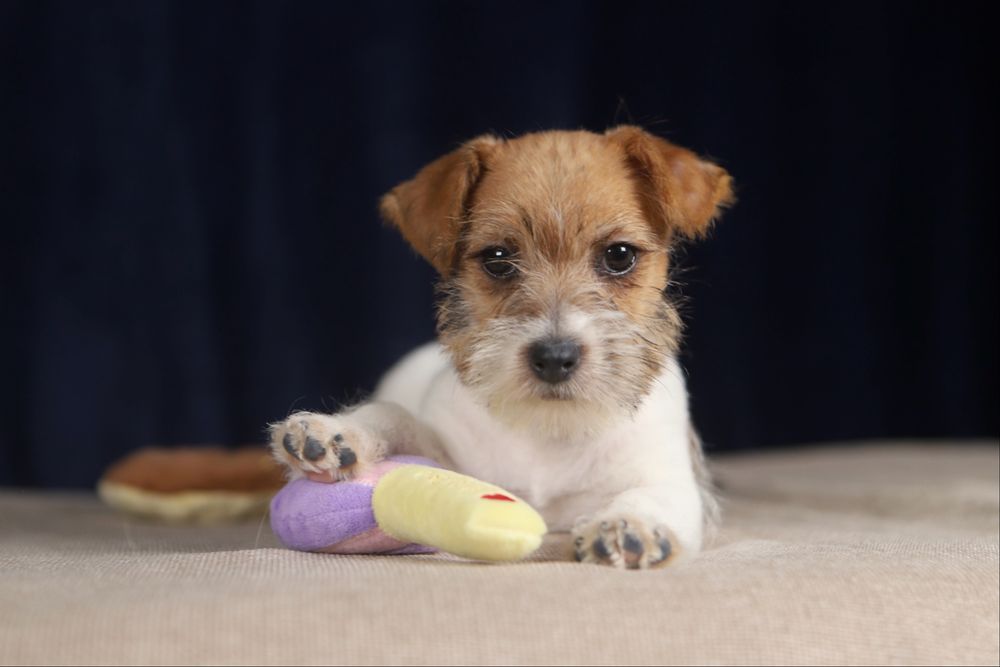 suczka Jack Russell terrier ZKWP/FCI szorstkowłosa