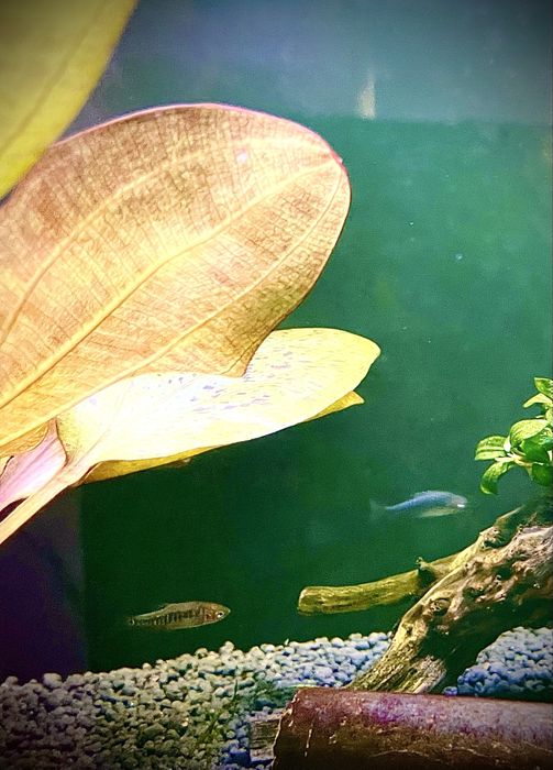 Danio erythromicron zwana również koliberkiem