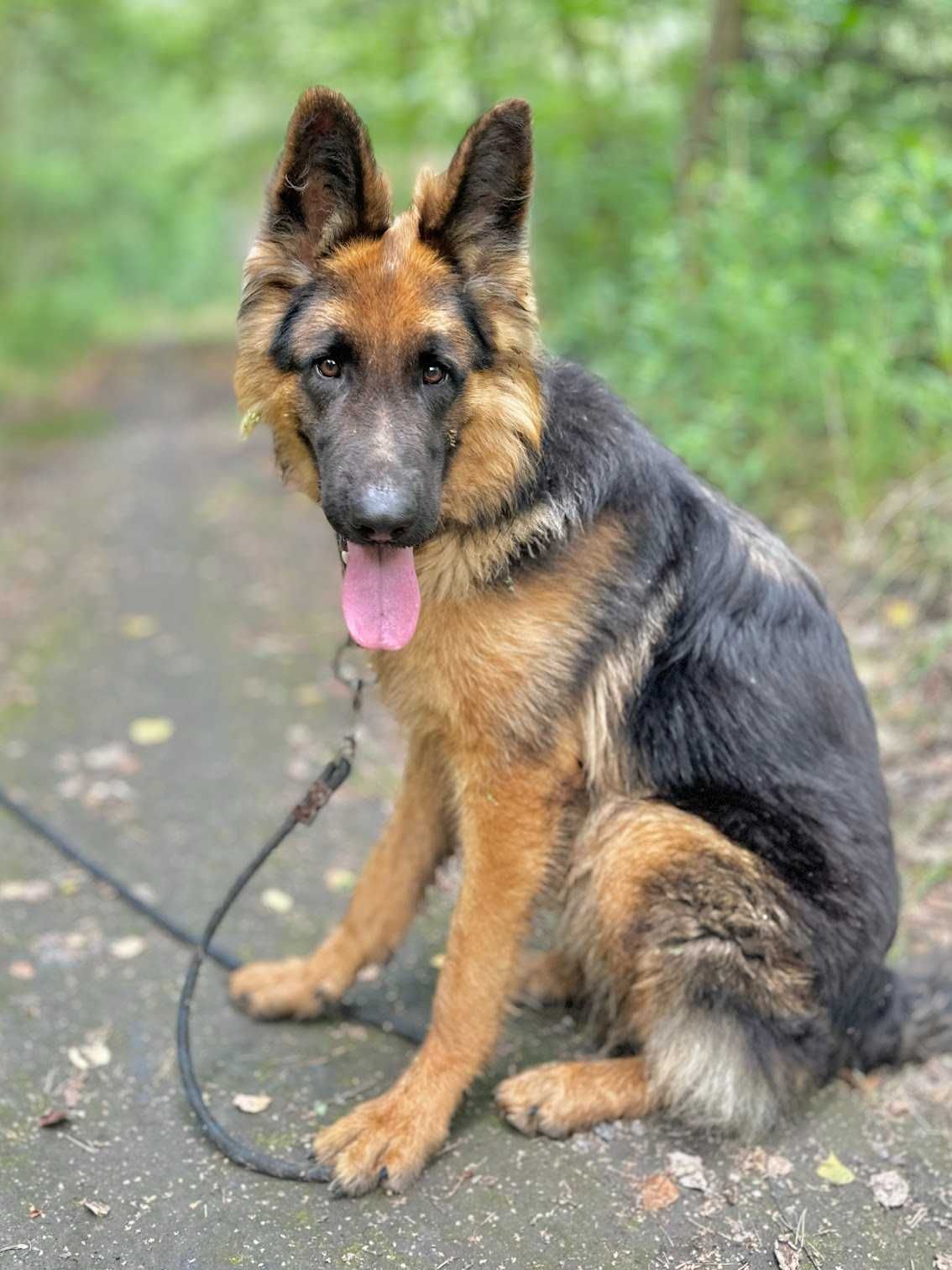 Owczarek niemiecki HOMER poleca się do adopcji!