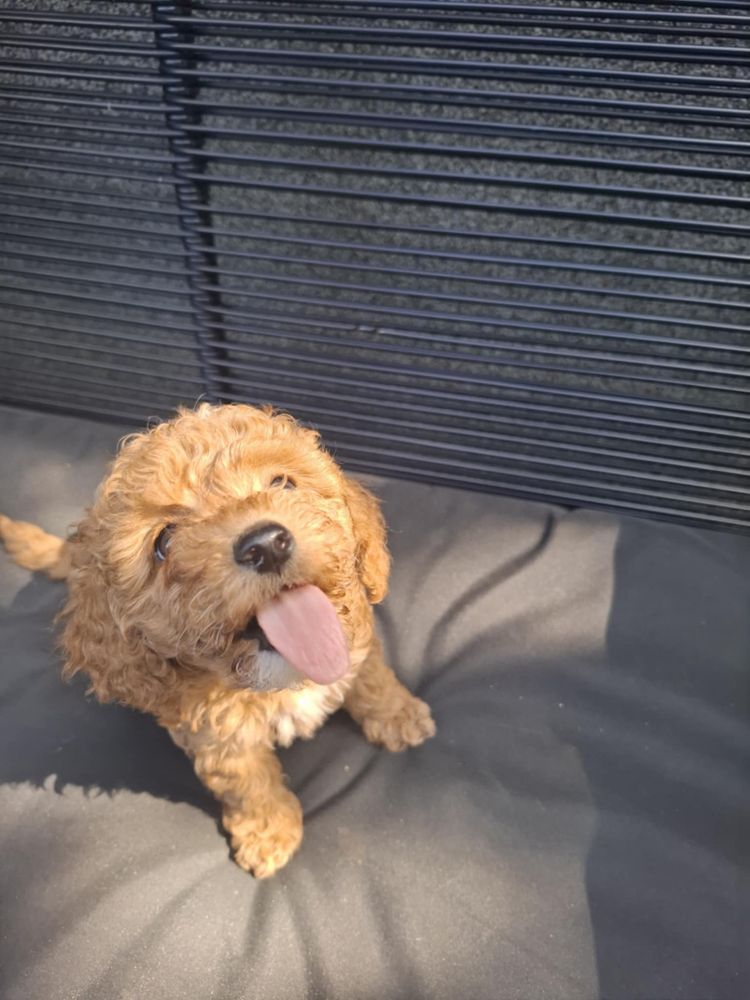 Sprzedam szczeniaka rasy Maltipoo z rodowodem