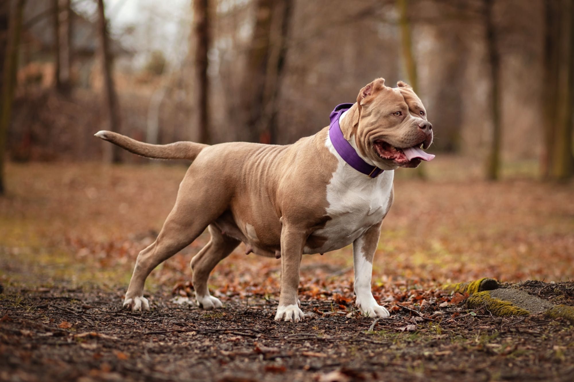 Piękna suczka American Bully XL po bardzo mocnych rodzicach