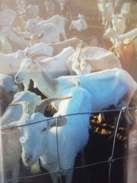 Vende-se rebanho de cabras cruzadas Saanen com Florida