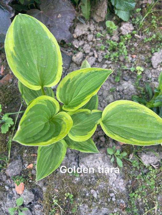 Набір хост сім  видів